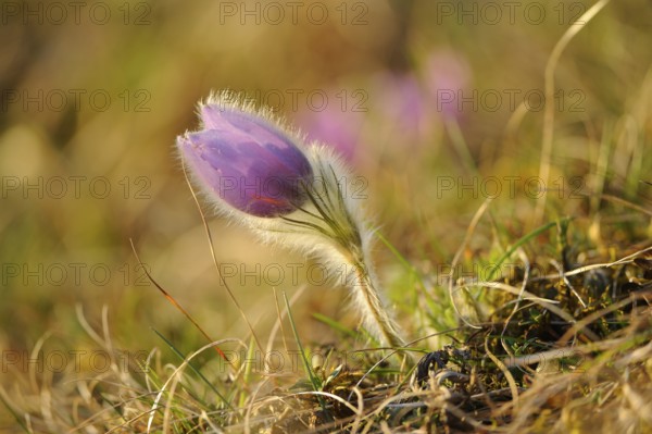 Purple plant shining in bright natural light in a field, Pasque flower (Pulsatilla vulgaris), Upper Palatinate