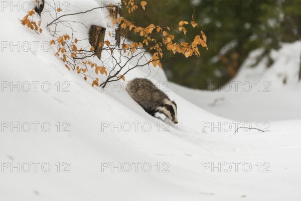 One young European badger (Meles meles) walking through a ravine in deep snow