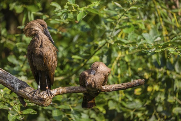 A hamerkop (Scopus umbretta) rests on a branch of a tree, a second one grooms himself. Green leaves are in the background