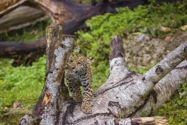 A female jaguar cub (Panthera onca), 4 months old, runs over a rotten tree trunk