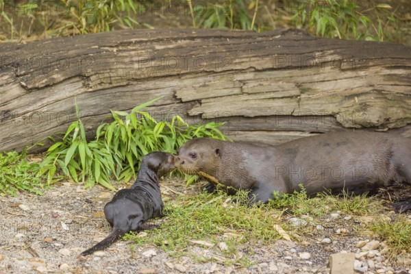 A two-year-old giant otter or giant river otter (Pteronura brasiliensis) cares for a 2-month-old sibling