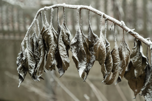 Withered tree branch covered with hoarfrost. Abstract floral background, garden and winter concept. Frost texture, close up, flat lay, top view