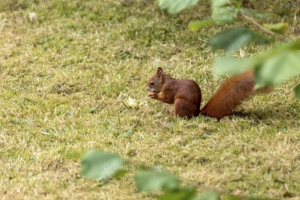 Eurasian squirrel (Sciurus vulgaris) eating a hazelnut, hazel (Corylus avellana), in a meadow under hazel bush, hazelnut bush, Nidda, Wetterau, Hesse, Germany, Europe