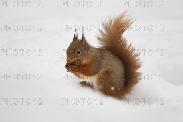 Red squirrel (Sciurus vulgaris) adult animal feeding on a nut on in snow in winter, Scotland, United Kingdom, Europe