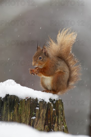 Red squirrel (Sciurus vulgaris) adult animal feeding on a nut on a tree stump covered in snow in winter, Scotland, United Kingdom, Europe