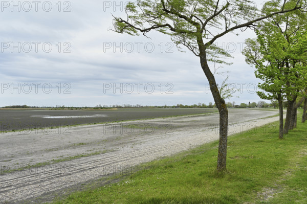 Very dry Zicksee, Lake Neusiedl National Park, Seewinkel, Burgenland, Austria, Europe