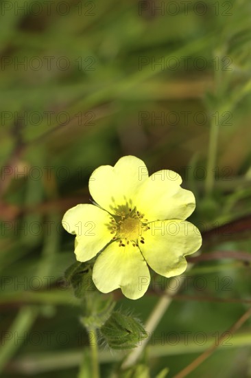 Golden cinquefoil (Potentilla aurea), yellow flower, medicinal plant, on a forest path, Wilnsdorf, North Rhine-Westphalia, Germany, Europe