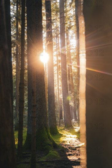 Sunlight filters through tall trees covered in moss, creating a magical atmosphere in the forest, Unterhaugstett, Black Forest, Calw district, Germany, Europe