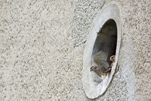 Kestrel (Falco tinnunculus) at the breeding site, Common Kestrel at the entrance hole of a house wall, Dessau-Roßlau, Saxony-Anhalt, Germany, Europe