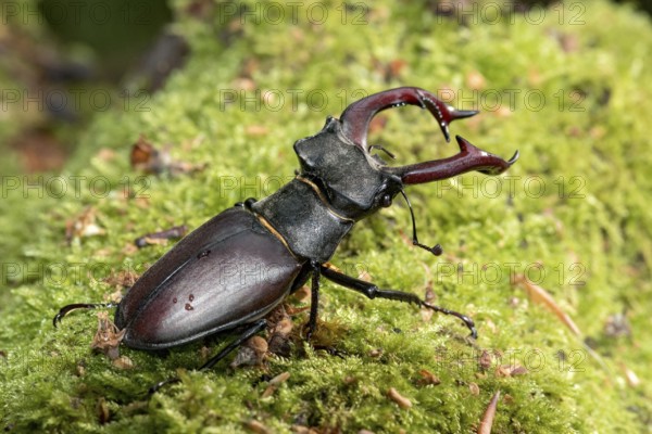 Stag beetle (Lucanus cervus), horned beetle, fire beetle, male with large mandibles, upper jaw, antlers, in the forest on moss on a tree stump, endangered species, species protection, nature conservation, rare, Raumertswald, Vogelsberg Volcanic Region nature park Park, Nidda, Wetterau, Hesse, Germany, Europe