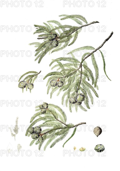 Bald cypress, Taxodium distichum, also Deciduous cypress, tree, digitally improved reproduction of an original by Aylmer Bourke Lambert (1761 - 1842), English botanist, published around 1810