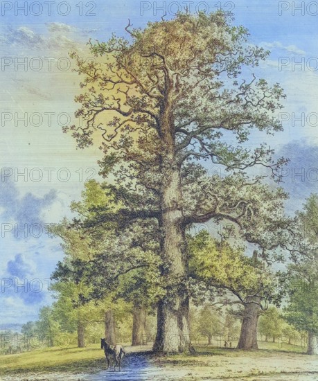 Famous old trees, The Tall Oak at Fredville, Fredville Park, has been known since the late 18th century for its magnificent trees, especially its oaks and chestnut trees, England, Historic, digitally restored reproduction from a 19th century original, coloured, Record date not stated