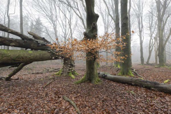 Old copper beeches (Fagus sylvatica) with tinder fungus (Fomes fomentarius), Emsland, Lower Saxony, Germany, Europe