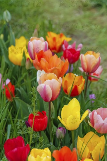 Gönninger tulip blossom, tulips (Tulipa), flowers, colourful, yellow, pink, red blossoms, spring bloomers, bulbous flower genus, old tradition, custom, custom, tulip show, Tulip Sunday at the foot of the Swabian Alb, Gönningen, district of Reutlingen, Baden-Württemberg, Germany, Europe