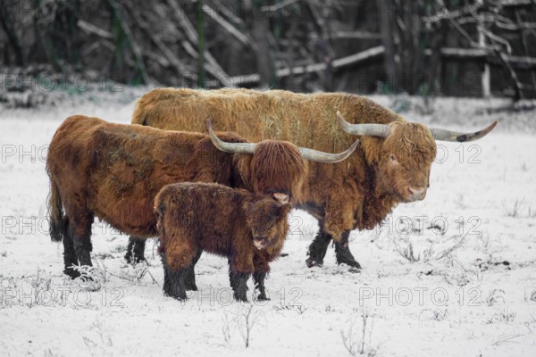 A family of Highland cattle (Bos primigenius), a bull, a cow and a calf are standing at the edge of the forest on a snow-covered pasture