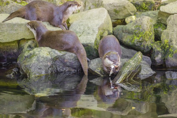 Three oriental small-clawed otter or Asian small-clawed otter (Aonyx cinerea) are standing on a rocky shore, one of them is eating a fish The otters are reflected in the smooth water