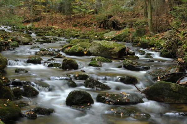 A forest stream flows through an area covered with stones, surrounded by autumn trees, Kleine Ohe, Bavarian Forest National Park