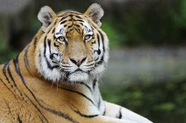 Close-up of a majestic tiger with detailed stripes in the background, Siberian tiger (Panthera tigris altaica), captive, occurrence Russia