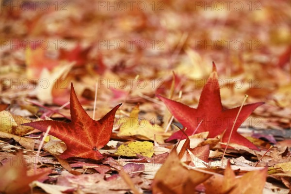 Amber tree leaves, autumn time, October, Germany, Europe