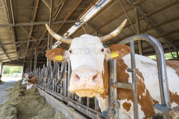 A cow is being fed in the barn and looks directly into the camera. Yellow ear tag and metal grid, Haselstaller Hof, Gechingen, Black Forest, Germany, Europe