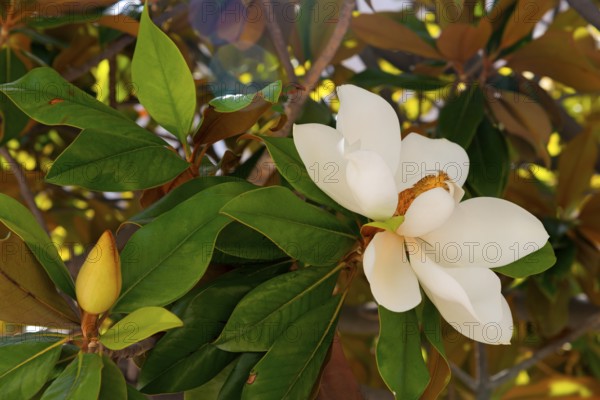 Close-up of a white flower with green leaves, rubber tree, Indian rubber tree (Ficus elastica), Cádiz, Cadiz, Andalusia, Spain, Europe