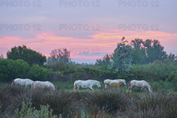 A group of white Camargue horses grazing under a pink coloured sky at sunset, Camargue, France, Europe