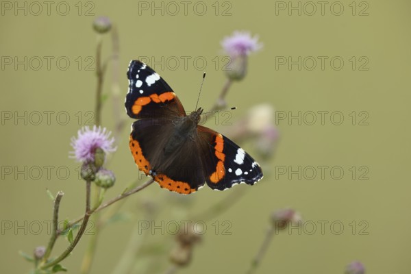 Admiral butterfly (Vanessa atalanta), butterfly sucking nectar from a thistle flower, insect, butterfly, wildlife, HANSAG, Lake Neusiedl, Burgenland, Austria, Europe