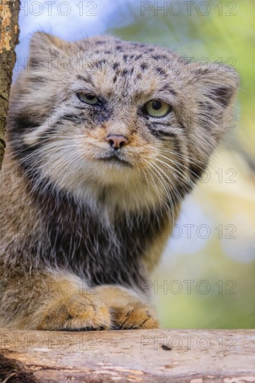 Portrait of a Pallas's cat (Otocolobus manul) or Manul. Least concern species on the IUCN Red List since 2020