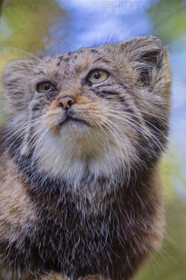 Portrait of a Pallas's cat (Otocolobus manul) or Manul. Least concern species on the IUCN Red List since 2020