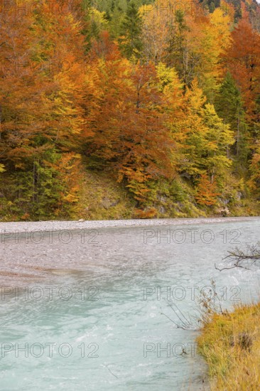 Fall foliage at the Riss creek flowing through the Eng valley, Tyrol, Austria, Europe