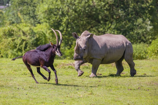 A male Sable antelope, Hippotragus niger runs across a hilly green meadow at a forest edge, passing some grazing white rhinos