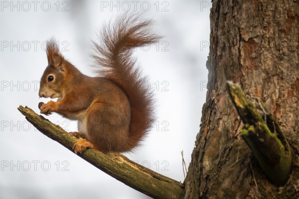 Squirrel (Sciurus vulgaris) sitting on a branch and holding a hazelnut in its paws, Baden-Württemberg