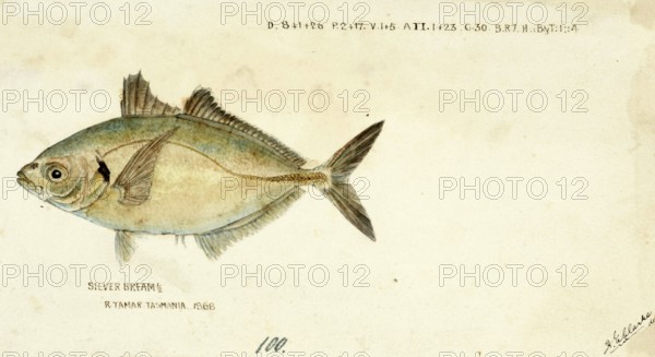 Yellowfin trevally, Pseudocaranx dentex, White trevally, fish, reproduction of an original, by Frank Edward Clarke (b. 1849, d. 1899), ichthyologist and scientific draughtsman