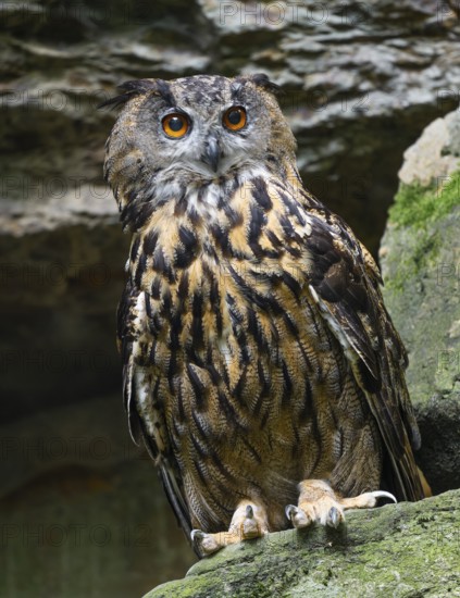 Eurasian Eagle-owl (Bubo bubo) standing in a rock face, captive, Bavarian Forest National Park, Bavaria, Germany, Europe