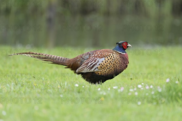 Pheasant (Phasianus colchicus), male standing in meadow, Texel, North Holland, Netherlands