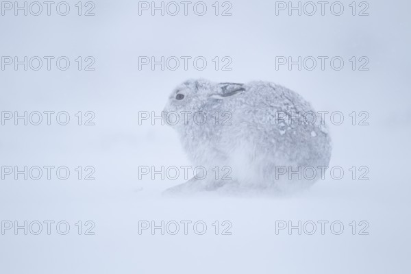 Mountain hare (Lepus timidus) adult animal in its winter coat resting on a snow covered mountain side in a blizzard, Cairngorm mountains, Scotland, United Kingdom, Europe