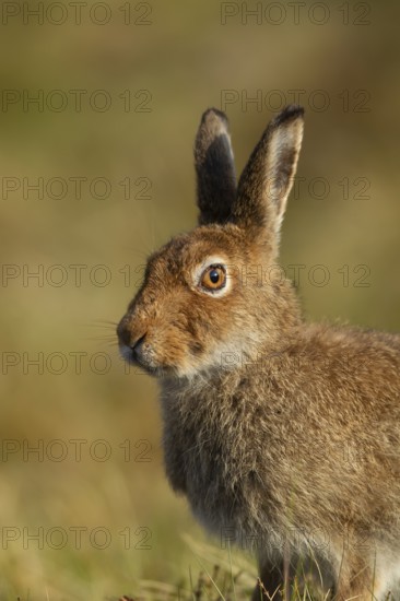 Mountain hare (Lepus timidus) adult animal in its summer coat on a hillside, Cairngorm mountains, Scotland, United Kingdom, Europe