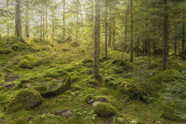 A forest with moss and rocks. The moss is green and the rocks are brown. The forest is full of trees and the sunlight shines through the leaves. Haut rhin, Alsace, France, Europe