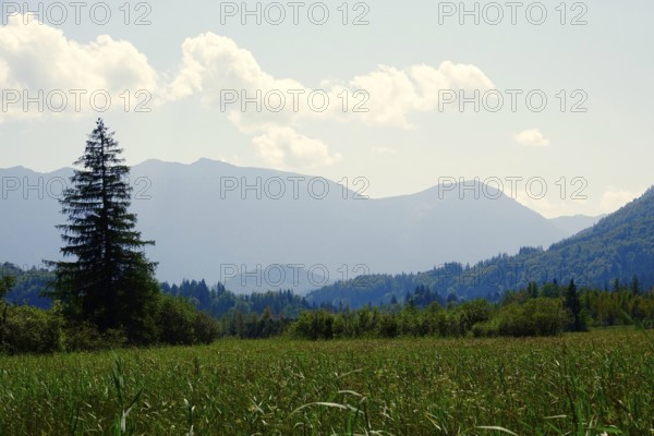 Murnauer moss in August, Bavaria, Germany, Europe