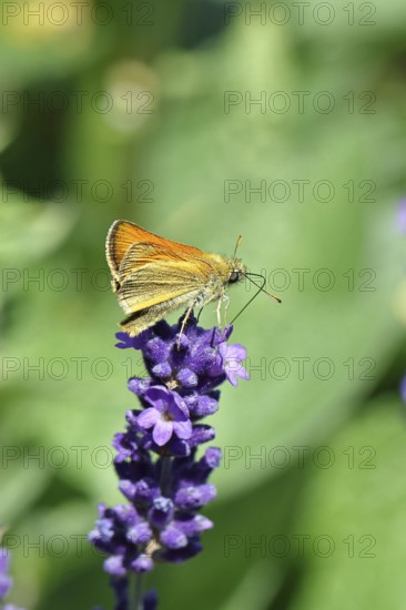 Large skipper (Ochlodes venatus), collecting nectar from a flower of Common lavender (Lavandula angustifolia), close-up, macro photograph, Wilnsdorf, North Rhine-Westphalia, Germany, Europe