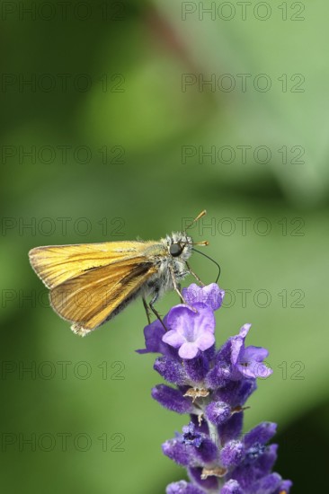 Large skipper (Ochlodes venatus), collecting nectar from a flower of Common lavender (Lavandula angustifolia), close-up, macro photograph, Wilnsdorf, North Rhine-Westphalia, Germany, Europe