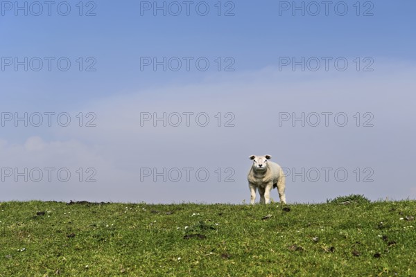 Domestic sheep (Ovis aries), lamb standing in a meadow, Texel, North Holland, Netherlands