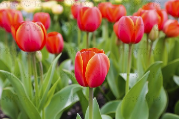 Gönningen tulip blossom, tulips (Tulipa), flowers, red blossoms, spring bloomers, bulbous flower genus, old tradition, custom, tulip show, Tulip Sunday at the foot of the Swabian Alb, Gönningen, Reutlingen district, Baden-Württemberg, Germany, Europe