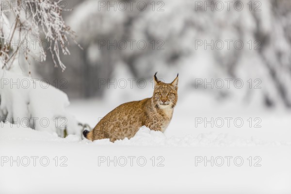 One young male Eurasian lynx, (Lynx lynx), walking over a deep snow covered meadow with a forest in the background