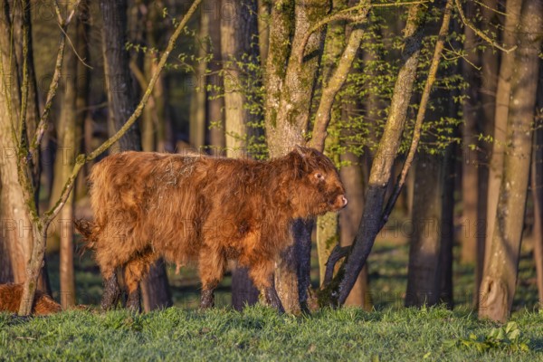 A Highland calf (Bos primigenius taurus) stands at a forest edge, a second one is resting on the ground