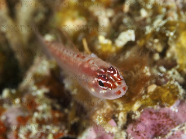 A small, colourful fish, hairfin dwarf goby (Eviota prasites), resting on the bottom with colourful background, dive site Spice Reef, Penyapangan, Bali, Indonesia, Asia