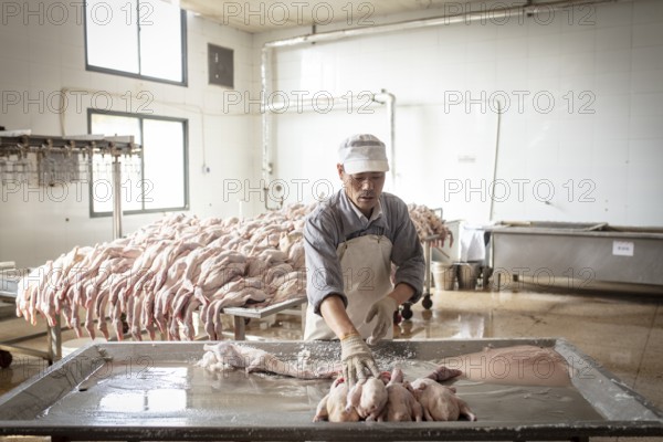 Production of salted ducks factory Nan Jing Ying Tao Yo Co. Ltd., for consumption in restaurants but also for sale as durable products as souvenirs, the frozen ducks come from the duck farms, are salted, brined, dried and scalded, Nanjing, China, Asia