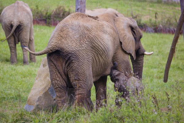 Adult female African elephant (Loxodonta africana) suckling her 4 month old baby