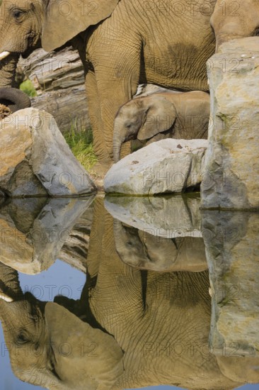 Adult female African elephant (Loxodonta africana) with 4 month old baby at a water hole, with reflection of elephants