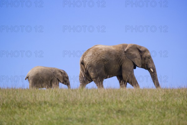 An adult female African elephant (Loxodonta africana) with 18 month old baby